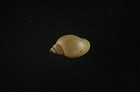 藏品(小椎實螺)的圖片